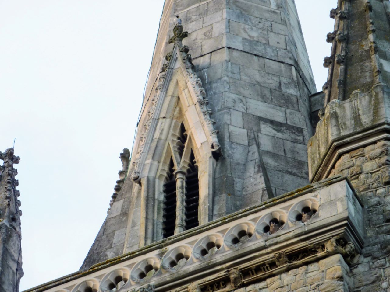 Spot the peregrines! (There are 3)